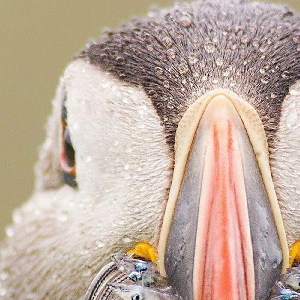 Meet your Posher, Rick